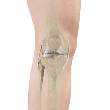 Normal Anatomy of the Knee Joint